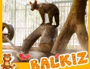 Mad honey victim bear named ‘Balkız,’ released to nature