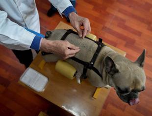 Beijing’s pet lovers turn to acupuncture to treat their furry friends