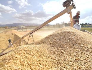 Cereals exports hit $6.3 billion in seven months