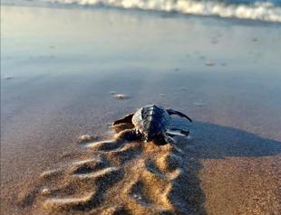 Carettas nest 61 pct less as sea gets colder