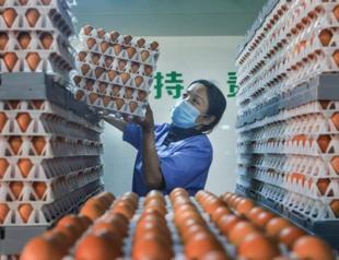 China heatwave pushes up prices as hens lay fewer eggs