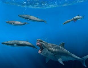 Giant sharks once roamed the seas, feasting on huge meals