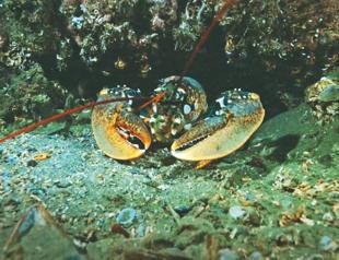 Marmara Sea’s biodiversity restoring as mucilage disappears