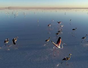 ‘Ministry extending efforts to conserve flamingos in Lake Tuz’