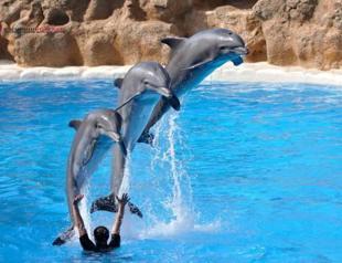 Animal rights activists raise concern over dolphinariums