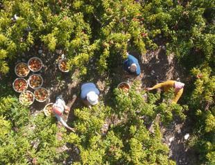 Fresh fruit, vegetable exports exceed $155 million in July