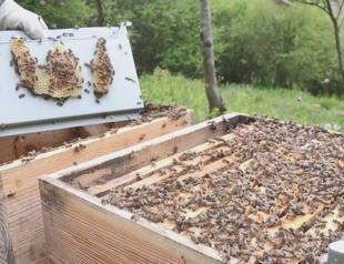 ‘Bees Unite the World’