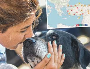 Mobile app mapping stray dogs triggers torrid criticism