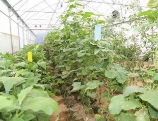 Agricultural input prices rose 8 percent in July