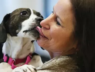 Study shows dogs get teary-eyed when they reunite with owners