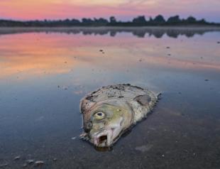 Germany: No single cause for massive Oder River fish die-off