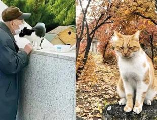 Turkish parliament to feed cats in compound