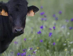 Spain to put video cameras in abattoirs