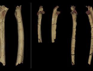 Fossil may boost case for earliest human ancestor