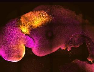 Scientists use stem cells to create synthetic mouse embryos