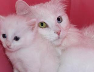 Some 130 kittens born in Van Cat Villa in a year