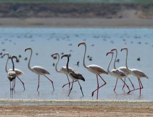 Flamingos in Lake Arin attract shutterbugs, birdwatchers