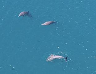 3 rescued dolphins swim free from Indonesia sanctuary