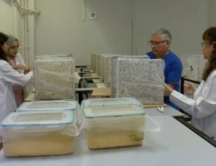 Experts warn Türkiye’s west over West Nile virus risk