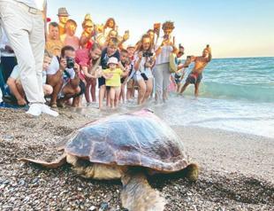 Rescued caretta swims 600 kilometers