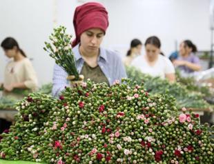 Türkiye to send 1.5 mln carnations for Queen’s funeral ceremony