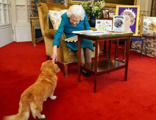 Prince Andrew to take on queen’s beloved corgis