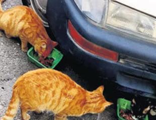 Cats left abandoned as US Embassy moves to new location