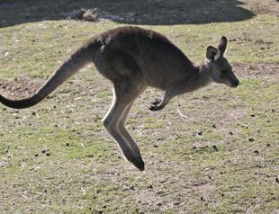 Australian man killed by kangaroo in rare fatal attack