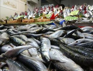 Experts await more bonito, less anchovy in new season