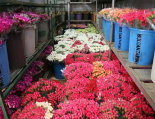 Türkiye sends planeloads of flowers for Queens funeral