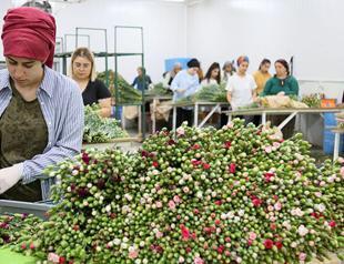 Flower growers still in rush to meet demand from UK
