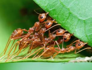 How many ants are on Earth 20 quadrillion, study says