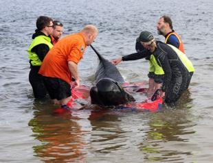 32 pilot whales rescued out of 230 stranded in Australia