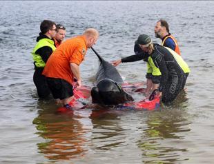Australian rescuers race to save stranded pilot whales