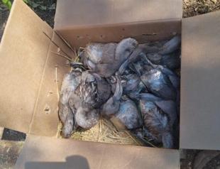 26 flamingos caught for sale die in bus trunk