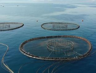 Türkiye ranks first in aquaculture production in EU
