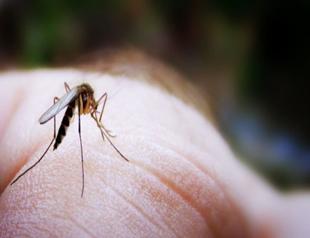 Experts warns of zoonotic diseases risk in Türkiye