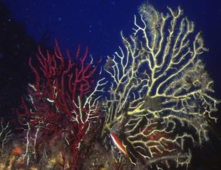 Underwater heat ’inferno’ ravages Mediterranean corals