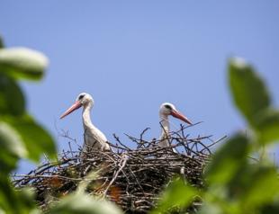 Half world’s birds in decline, species moving ‘ever faster’ to extinction