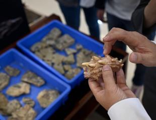 Fish fossils in China offer clues on human evolution