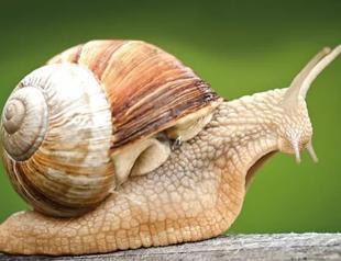 New mud snail species recorded in Türkiye