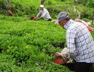 ‘Rize tea’ gets geographical indication
