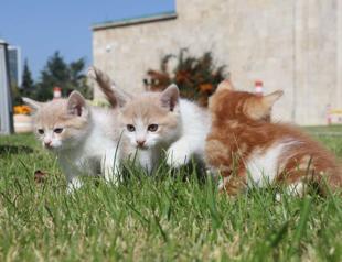 55 cats live in Turkish parliament’s compound