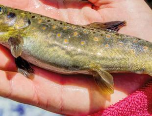 Endangered fish’s population bottom in flood-hit northern province