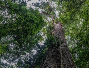 Scientists reach tallest tree ever found in Amazon
