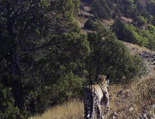 Anatolian Leopard spotted in camera trap once again