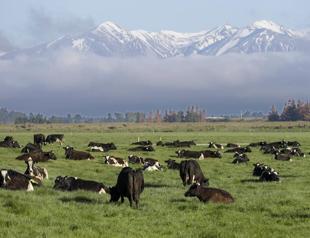 New Zealand proposes taxing cow burps, angering farmers
