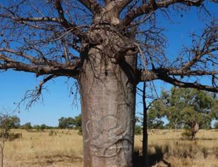 Race on to save ancient Aboriginal tree carvings