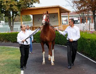 Foal sold for record 2 mln liras in Istanbul