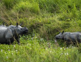 Wildlife populations plunge 69 percent since 1970